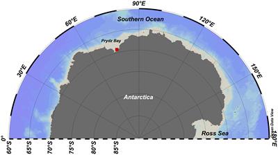 A study on the role of sea ice in the nitrous oxide cycle in the Prydz Bay, Antarctica